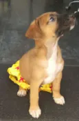 BELA