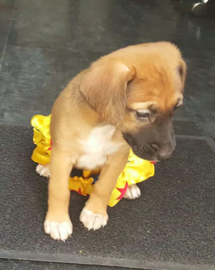Cachorro ra a SRD idade Abaixo de 2 meses nome BELA 