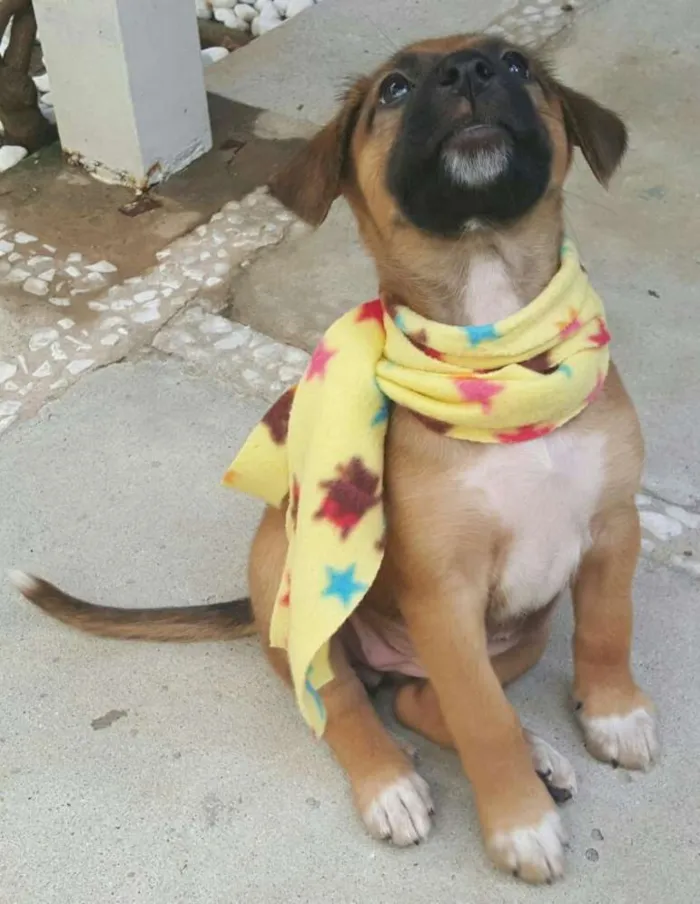 Cachorro ra a SRD idade Abaixo de 2 meses nome BELA 