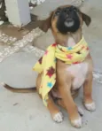 BELA