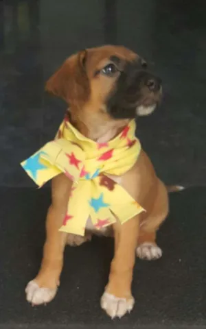 Cachorro raça SRD idade Abaixo de 2 meses nome BELA 