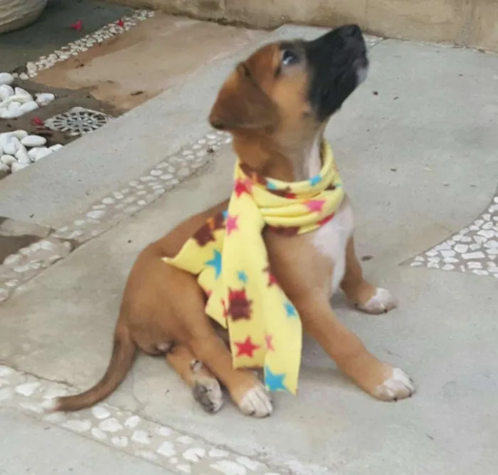 Cachorro ra a SRD idade Abaixo de 2 meses nome BELA 