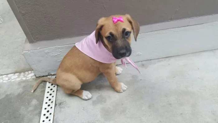 Cachorro ra a SRD idade Abaixo de 2 meses nome AMY 