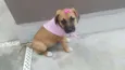 AMY