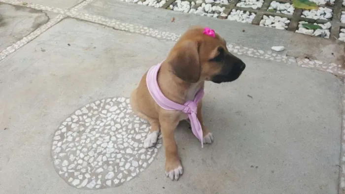 Cachorro ra a SRD idade Abaixo de 2 meses nome AMY 