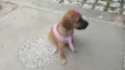 AMY