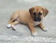 AMY