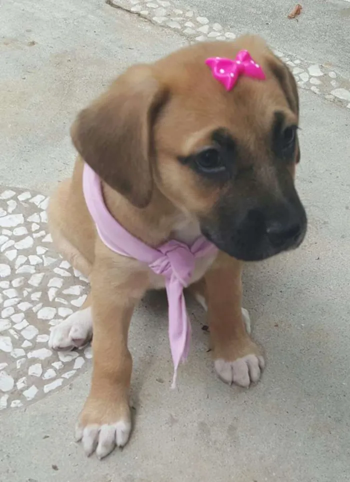 Cachorro ra a SRD idade Abaixo de 2 meses nome AMY 