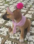 AMY