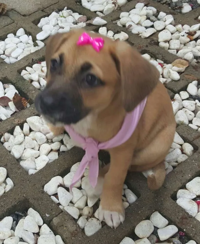 Cachorro ra a SRD idade Abaixo de 2 meses nome AMY 