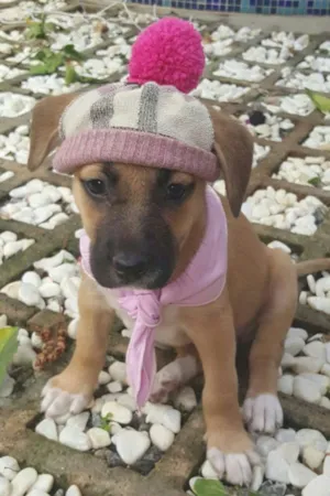 Cachorro raça SRD idade Abaixo de 2 meses nome AMY 