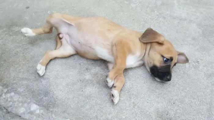 Cachorro ra a SRD idade Abaixo de 2 meses nome AMY 