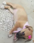AMY