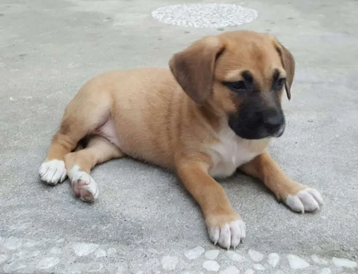 Cachorro ra a SRD idade Abaixo de 2 meses nome AMY 