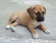 AMY