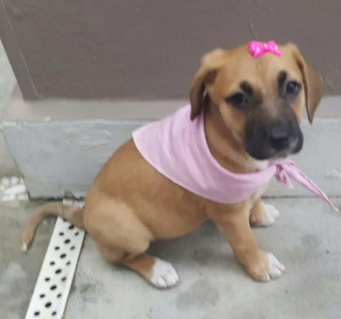 Cachorro ra a SRD idade Abaixo de 2 meses nome AMY 