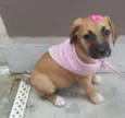 AMY