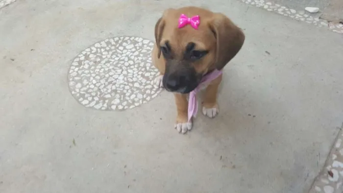Cachorro ra a SRD idade Abaixo de 2 meses nome AMY 