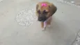 AMY