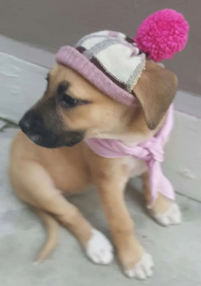 Cachorro ra a SRD idade Abaixo de 2 meses nome AMY 