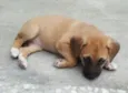 BELA
