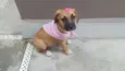 AMY