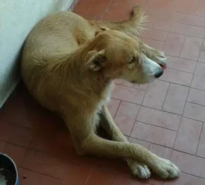 Cachorro raça MISTURADO idade 2 anos nome NINA