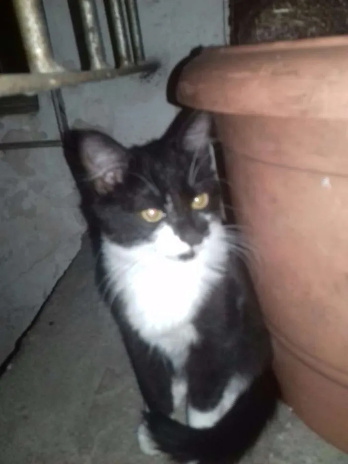 Gato ra a SRD idade 2 a 6 meses nome Yin Yang