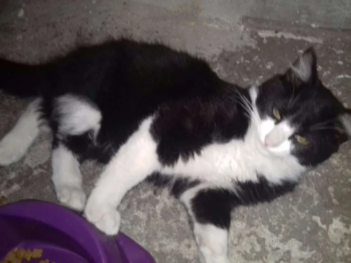 Gato ra a SRD idade 2 a 6 meses nome Yin Yang