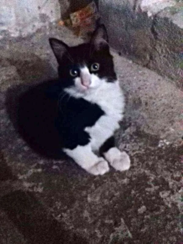 Gato ra a SRD idade 2 a 6 meses nome Yin Yang