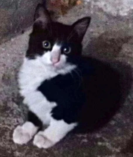 Gato ra a SRD idade 2 a 6 meses nome Yin Yang