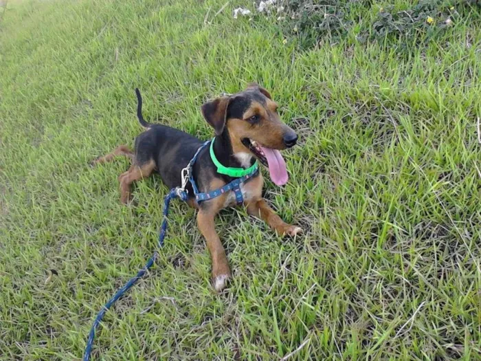 Cachorro ra a Basset misturado com Yorkshire  idade 4 anos nome Ted