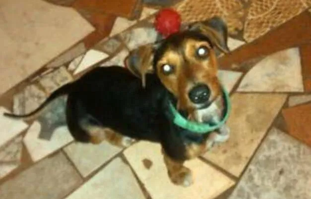 Cachorro ra a Basset misturado com Yorkshire  idade 4 anos nome Ted