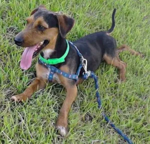 Cachorro raça Basset misturado com Yorkshire  idade 4 anos nome Ted