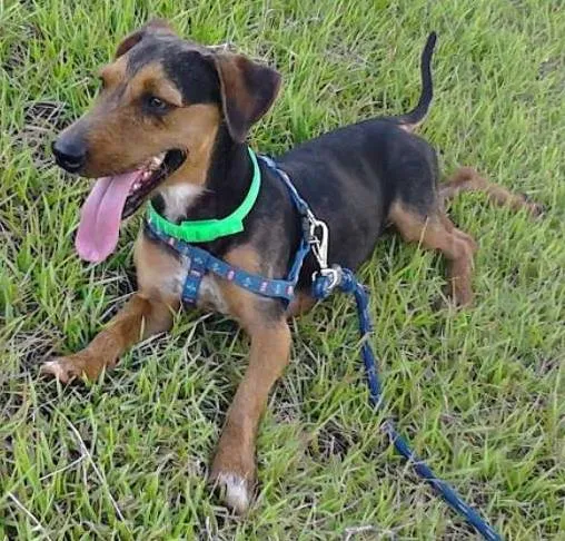 Cachorro ra a Basset misturado com Yorkshire  idade 4 anos nome Ted