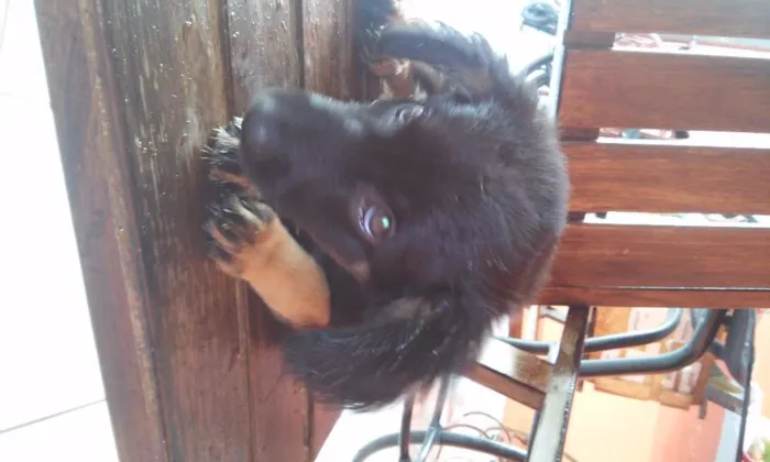 Cachorro ra a RND idade 2 a 6 meses nome Sofia 