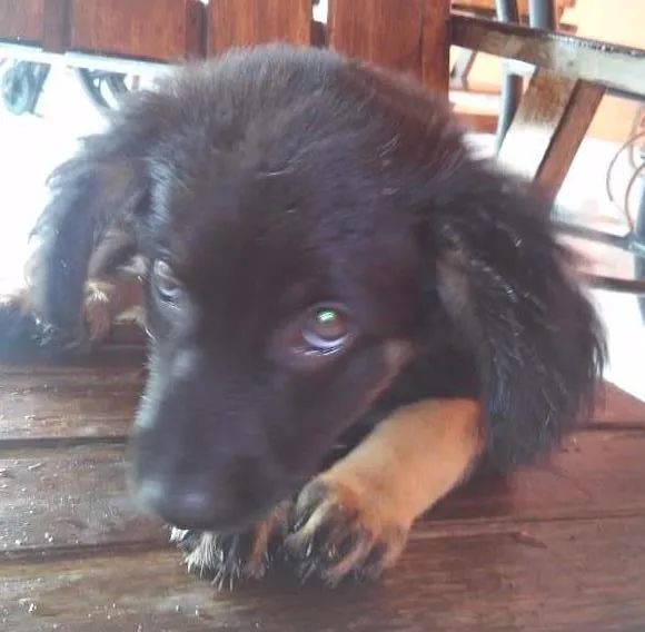 Cachorro ra a RND idade 2 a 6 meses nome Sofia 