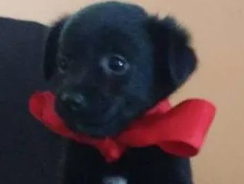 Cachorro ra a SRD(Sem Raça Defiinida)  idade Abaixo de 2 meses nome indefinido 