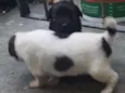 Thor e seus amigos 