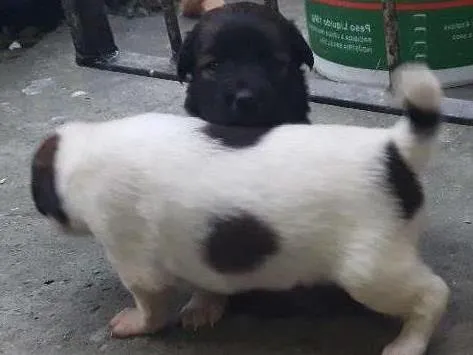 Cachorro raça SRD idade Abaixo de 2 meses nome Thor e seus amigos 