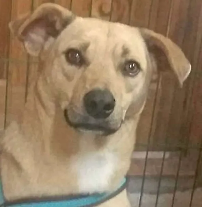 Cachorro ra a  idade 1 ano nome Bread