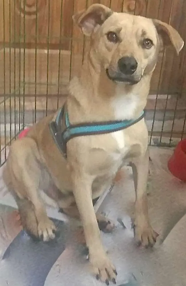 Cachorro ra a  idade 1 ano nome Bread