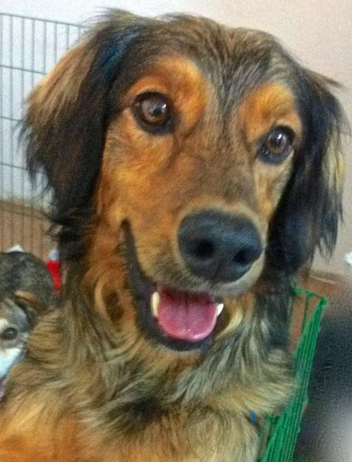 Cachorro ra a  idade 4 anos nome Barão