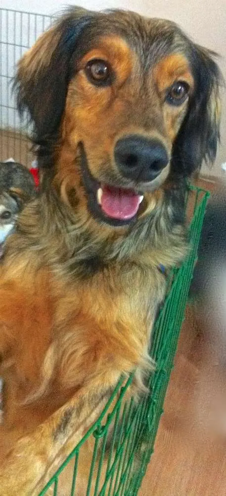 Cachorro ra a  idade 4 anos nome Barão