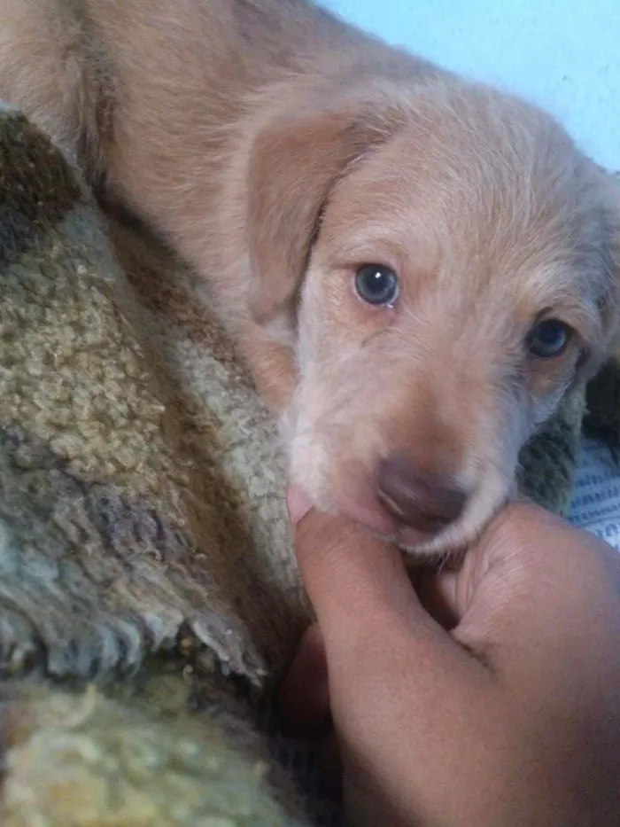 Cachorro ra a Vira Lata idade Abaixo de 2 meses nome Filhotinha
