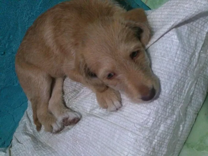 Cachorro ra a Vira Lata idade Abaixo de 2 meses nome Filhotinha