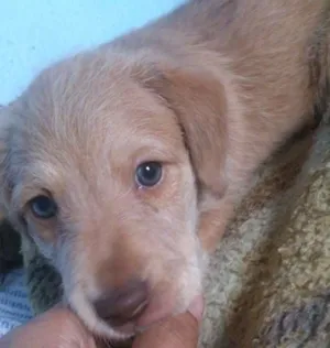 Cachorro raça Vira Lata idade Abaixo de 2 meses nome Filhotinha