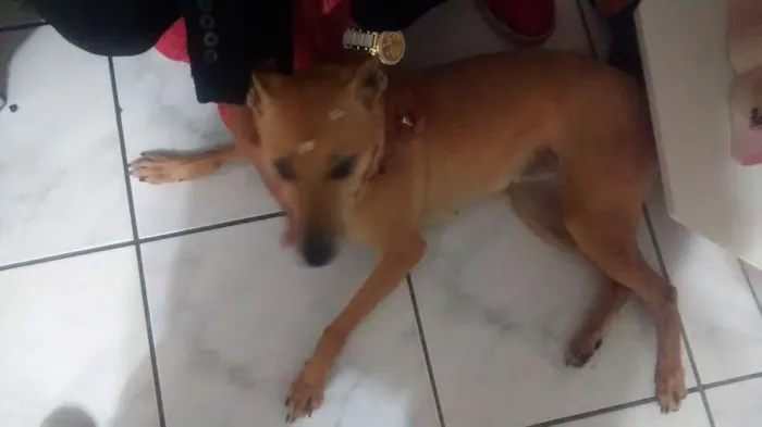 Cachorro ra a Indefinida idade 5 anos nome Mel