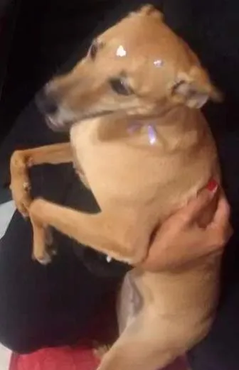 Cachorro ra a Indefinida idade 5 anos nome Mel