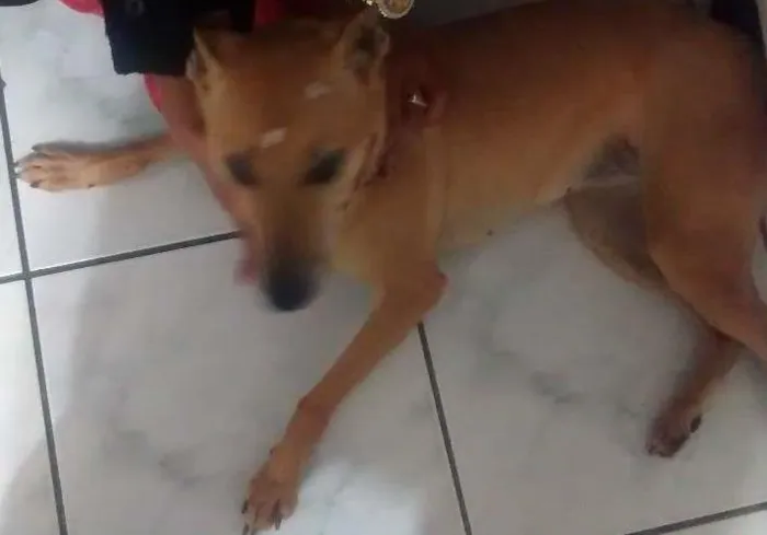 Cachorro ra a Indefinida idade 5 anos nome Mel